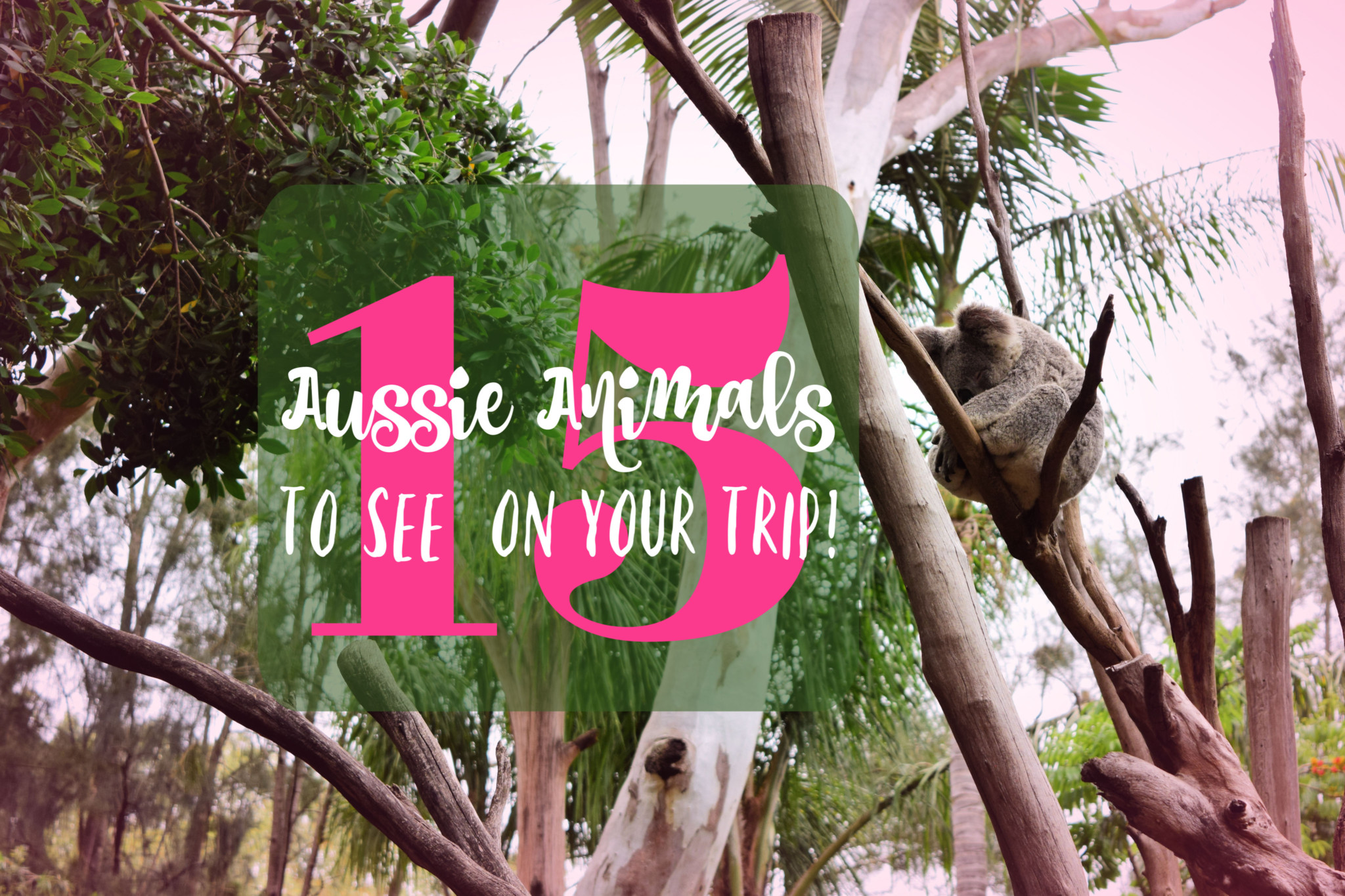 15-native-aussie-animals-to-see-on-your-trip-the-xenophile-life