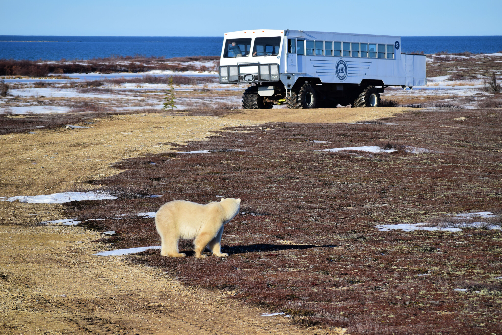 Review Of Frontiers North One-Day Polar Bear Adventure – The Xenophile Life